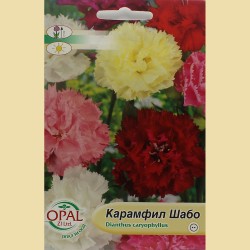 Семена на цветя Карамфил Шабо