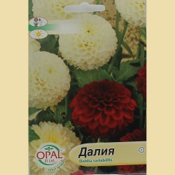 Семена на Далия (100 см)