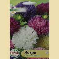 Семена на Астри (60 см)