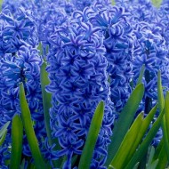 Луковици на Зюмбюл (Hyacinthus) Blue Jacket 14/15