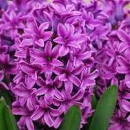 Луковици на Зюмбюл (Hyacinthus) Miss Saigon 15/16 см