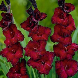 Луковици на Гладиол Black