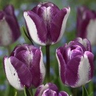 ЛАЛЕ TULIPA HOTPANTS