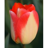 Луковици на Лале (Tulipa) American Dream