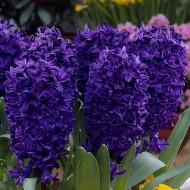 Луковици на Зюмбюл (Hyacinthus) Peter Stuyvesant 15/16 см