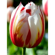 Луковици на Лале (Tulipa) 'Happy Generation'12/+