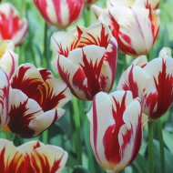 Луковици на Лале (Tulipa) Carnaval de Nice