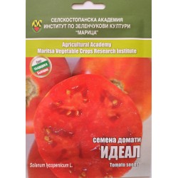 Семена на Домат Идеал ИЗК "Марица"