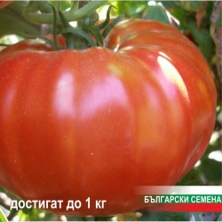 Семена от домати Фантазия