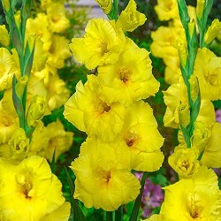 Луковици на Гладиол Yellow