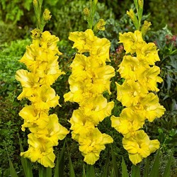 Луковици на Гладиол Yellow