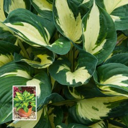 Хоста Цветен Хълк - Hosta Colored Hulk (1 Коренище)