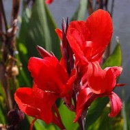 Кана Canna Indica Red