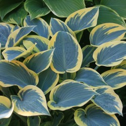 Хоста Първо замръзване / Hosta First frost / 1 бр коренище