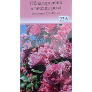 Роза - Влачеща (Номер 22А)