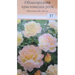 Роза - храстовидна (Номер 37)