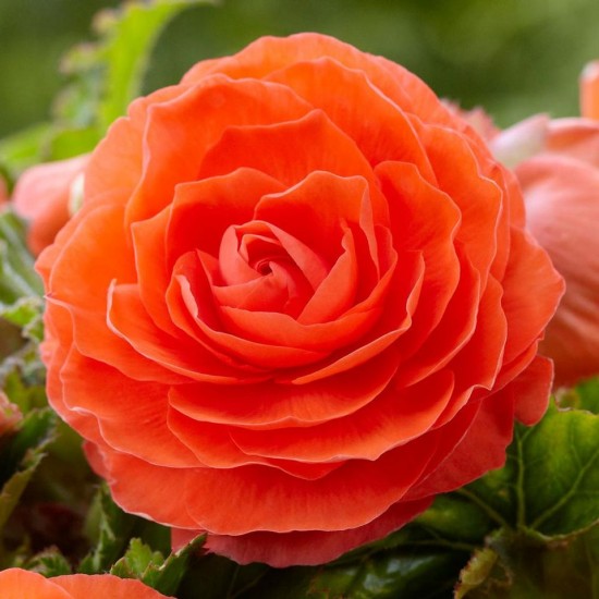 Бегония Double Orange