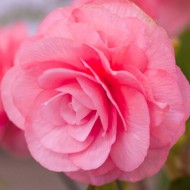 Луковици на Бегония Double Pink
