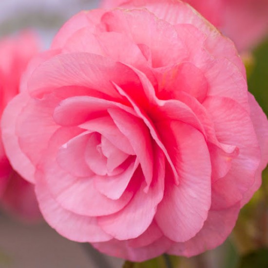 Луковици на Бегония Double Pink