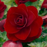 Бегония Double Dark Red
