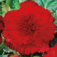 Бегония къдрава червена Fimbriata Red