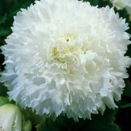 Бегония къдрава бяла Fimbriata White