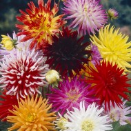 Далия Cactus Mixed – микс от ефектни кактусови далии (1 бр. корен)