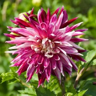Далия Decorative Purple and White – декоративна далия с лилаво-бели цветове