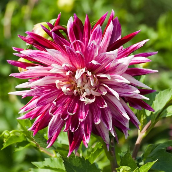 Далия Decorative Purple and White – декоративна далия с лилаво-бели цветове