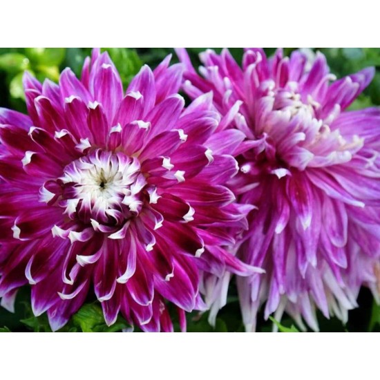 Далия Decorative Purple and White – декоративна далия с лилаво-бели цветове