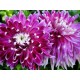 Далия Decorative Purple and White – декоративна далия с лилаво-бели цветове
