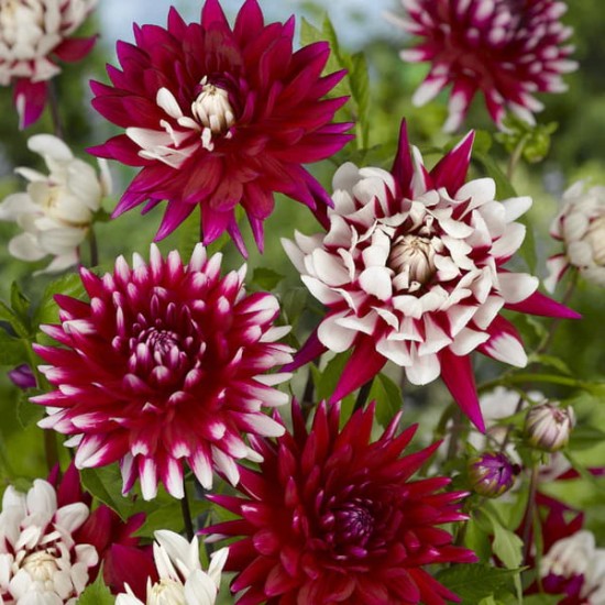 Далия Decorative Red and White – ефектна двуцветна декоративна далия