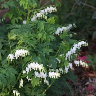 Дицентра Spectabilis Alba - Бяло (1 бр. корен)