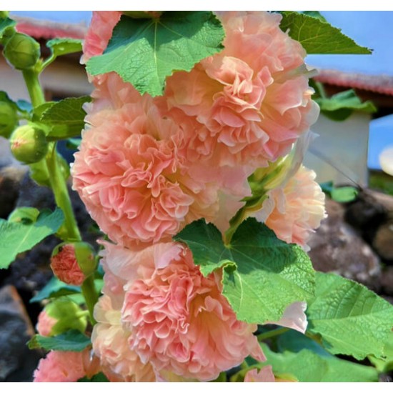 Алцея (Градинска ружа) Chater’s Double Salmon Pink – сьомгово-розови кичести цветове
