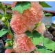 Алцея (Градинска ружа) Chater’s Double Salmon Pink – сьомгово-розови кичести цветове