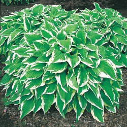 Хоста Albomarginata