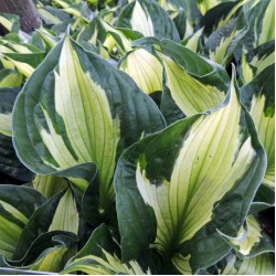 Хоста Цветен Хълк - Hosta Colored Hulk (1 Коренище)