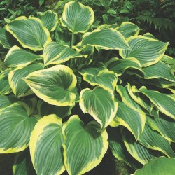 Хоста „Жълта река“ (Hosta ‘Yellow River’) – ярка класика за сенчестите кътчета на градината
