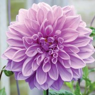 Далия Lavender Ruffles - 1 бр. корен