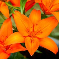 Луковици на Лилиум Asiatic Orange