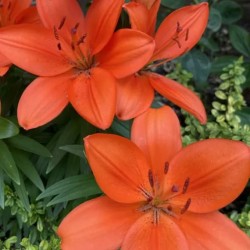Луковици на Лилиум Asiatic Orange