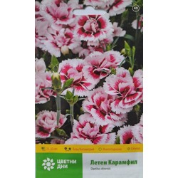 Семена на Летен Карамфил