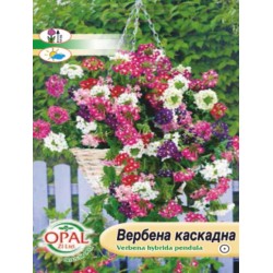 Семена на каскадна Вербена (Verbena hybrida pendula) - микс