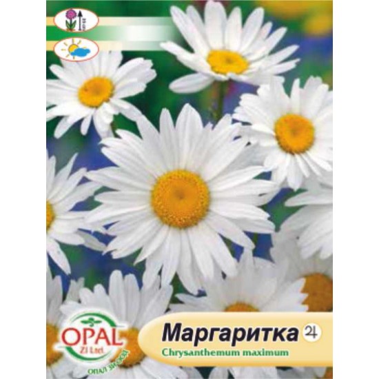 Семена на Маргарита бяла едра