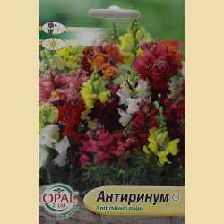 Семена на Антиринум (Кученце) 