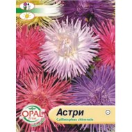 Семена на АСТРИ 50 см.