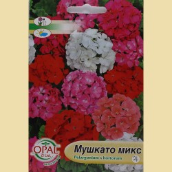 Семена на цветя Мушкато микс