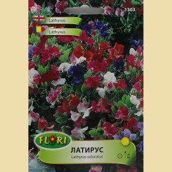 Семена на нисък декоративен грах (Латирус) - Lathyrus odoratus