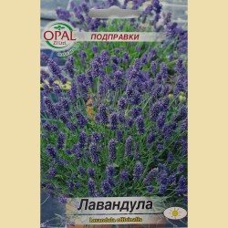Семена на Лавандула