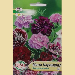 Семена на цветя Мини карамфил